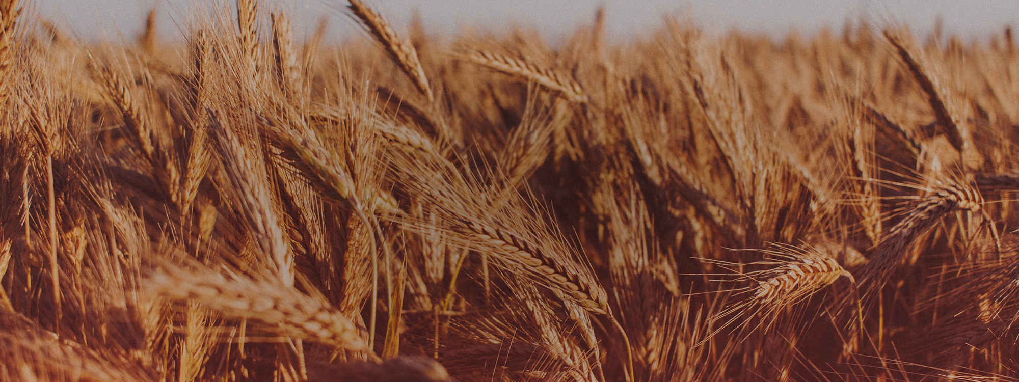 Bible Teaching from Psalms: Faith for Real Life - 27 Sept to 29 Nov 2026